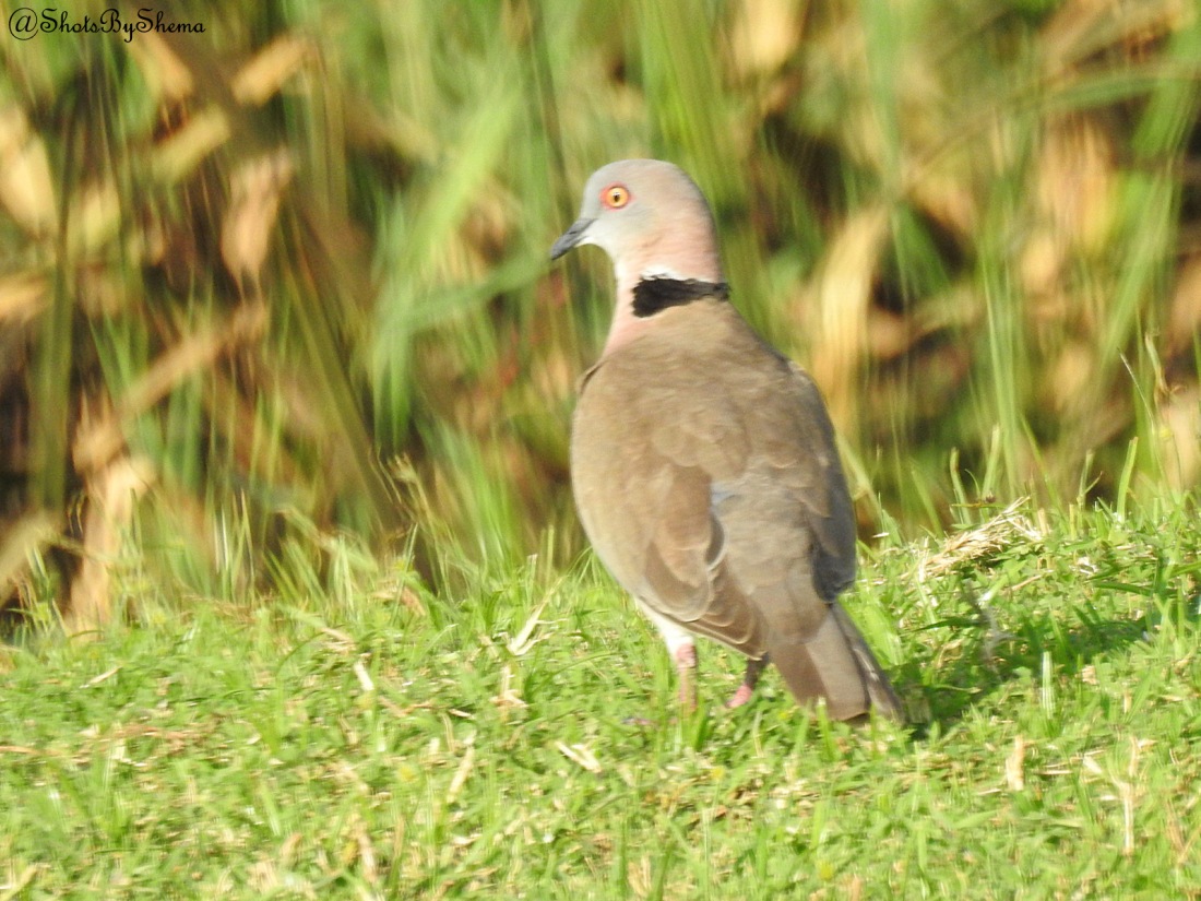 African Mourning Dove - S. Shema.JPG