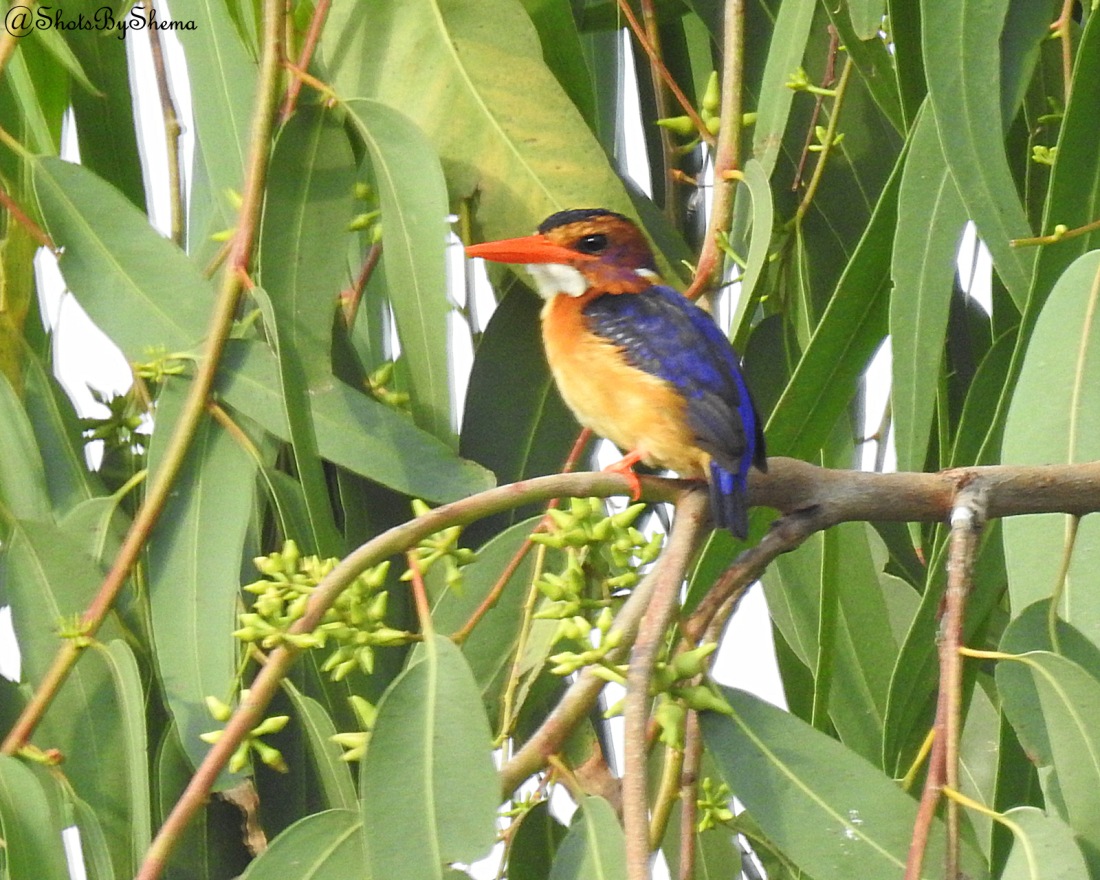 African Pygmy Kingfisher - S. Shema.JPG