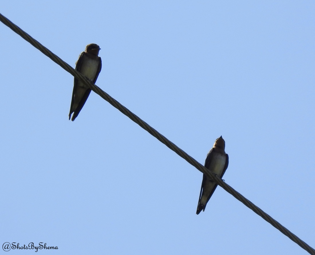 Angola Swallow - S. Shema.JPG