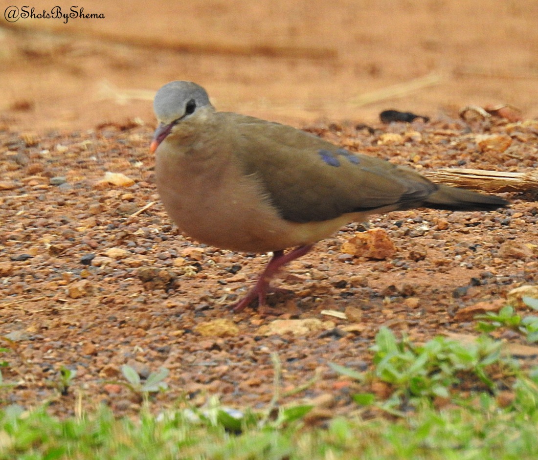 Blue-spotted Wood Dove - S. Shema.JPG