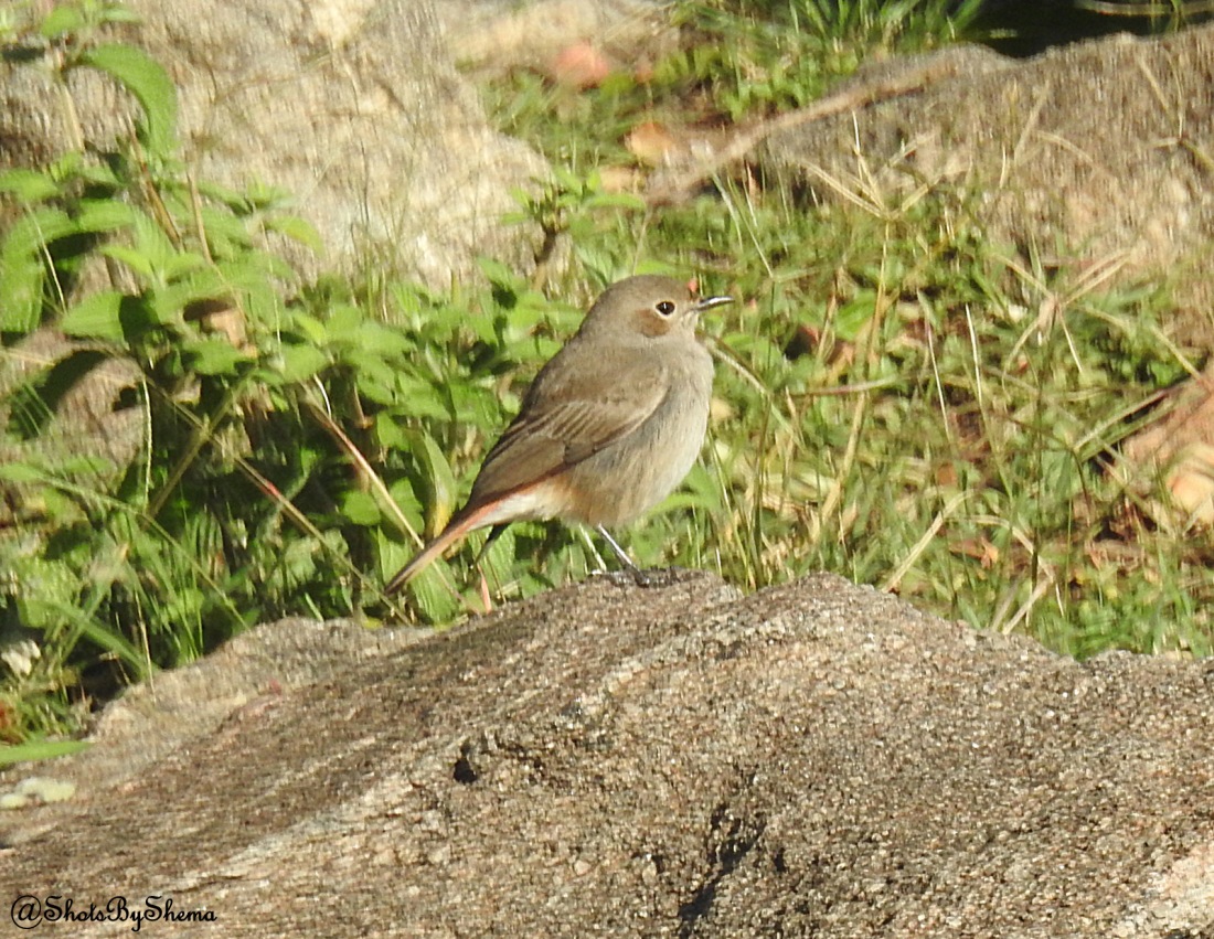 Familiar (or Red-tailed) Chat - S. Shema.JPG