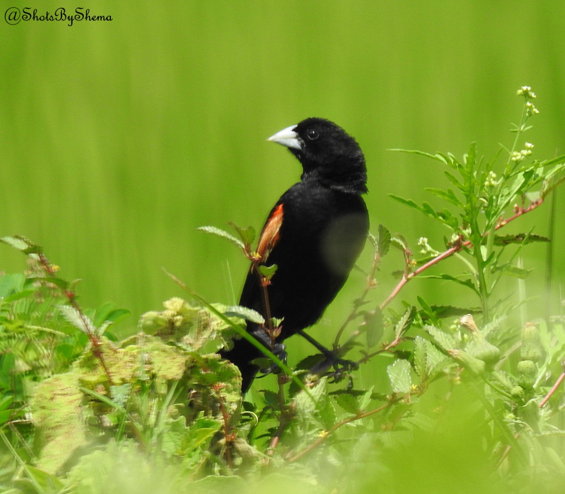 Fan-tailed Widowbird - S. Shema.JPG