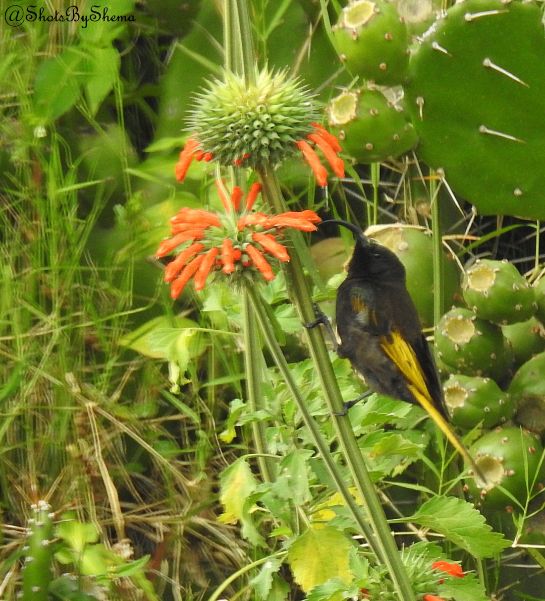 Golden-winged Sunbird - S. Shema.JPG