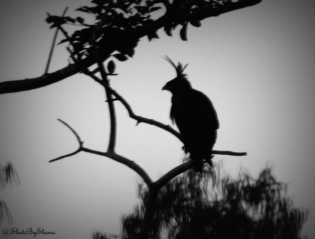 Long-crested Eagle - S. Shema.JPG