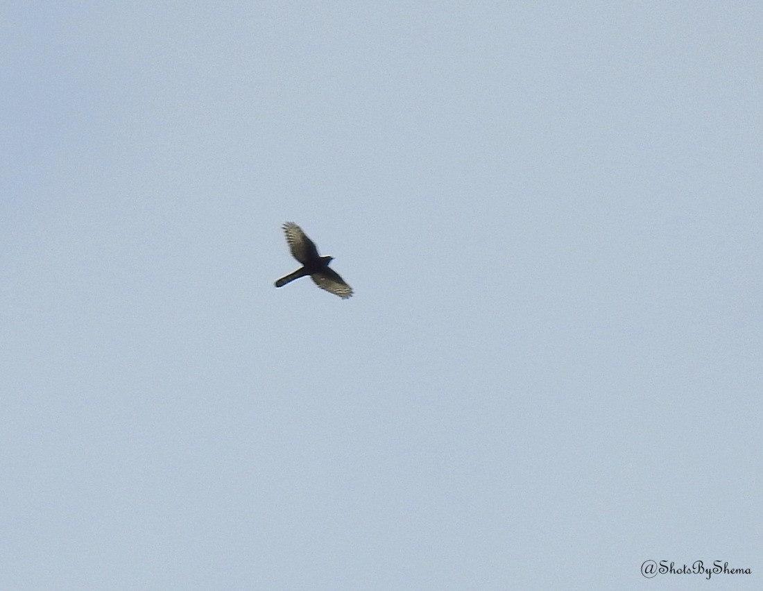 Ovambo Sparrowhawk - S. Shema.JPG