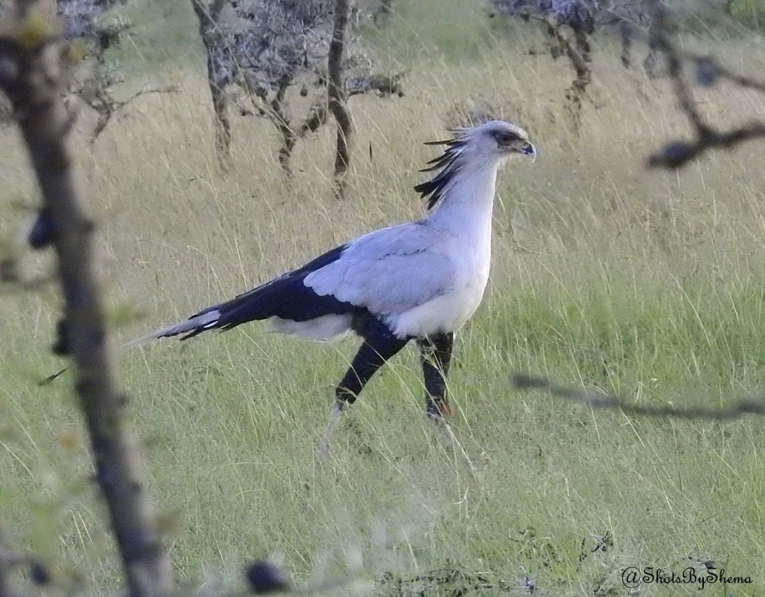 Secretarybird - Masai Mara (S. Shema).JPG