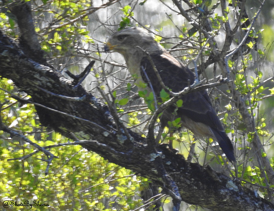 Western Banded Snake Eagle (juv) - S. Shema.JPG