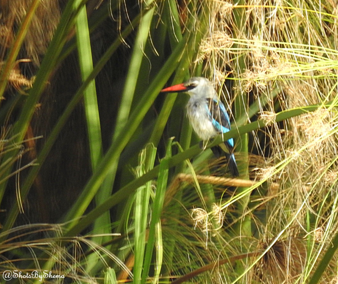 Woodland Kingfisher - S. Shema.JPG